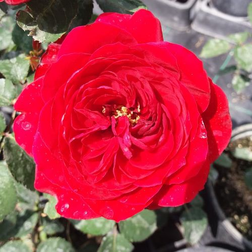 Ciemnoczerwony - Róże pienne - z kwiatami róży angielskiej - korona krzaczasta